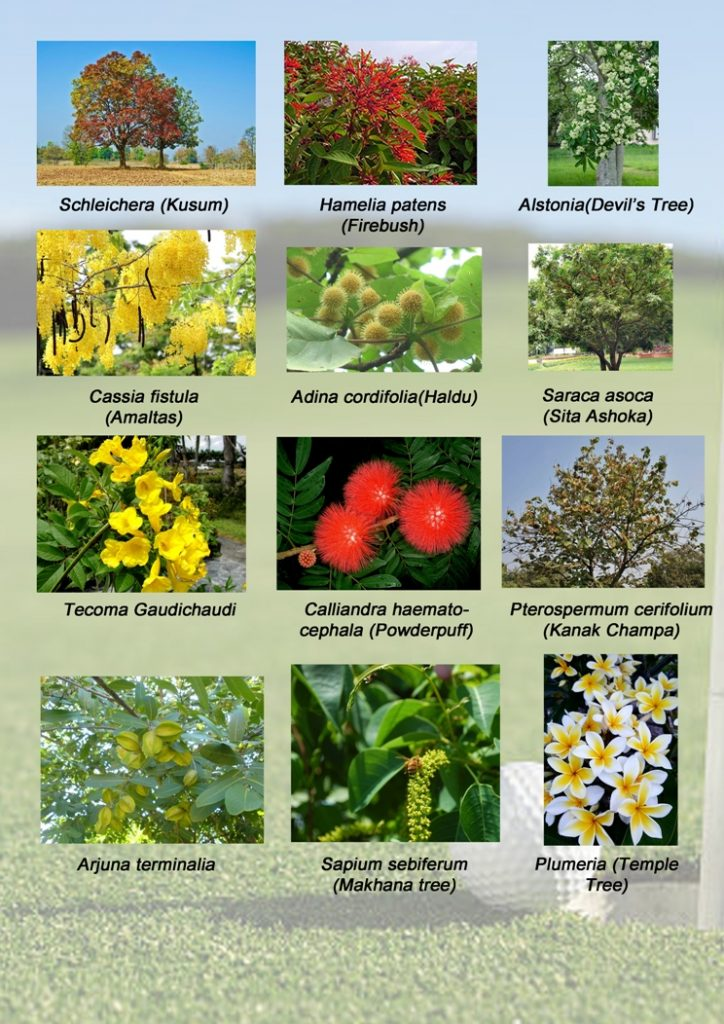 Flora & Fauna panel 2