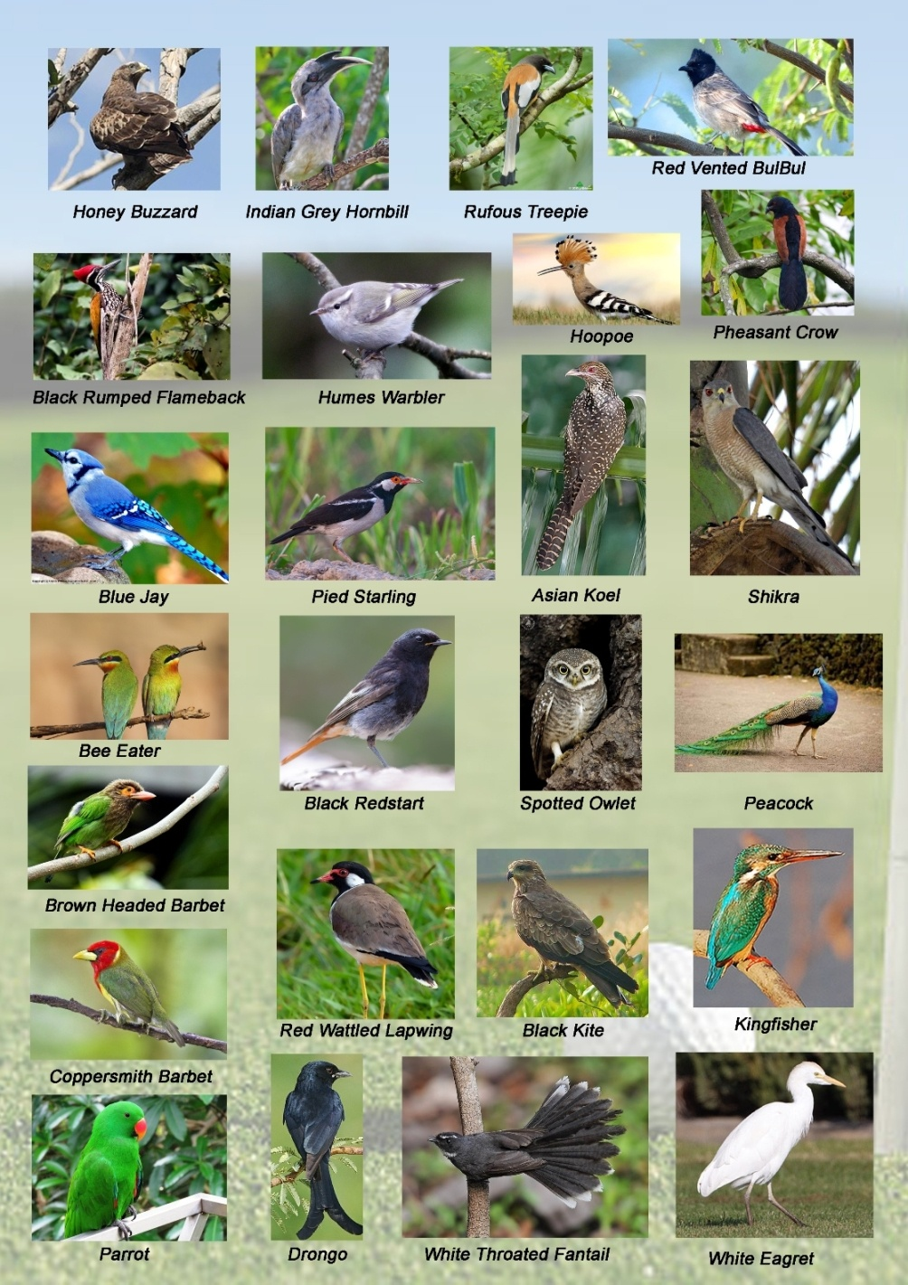 Flora & Fauna panel 3